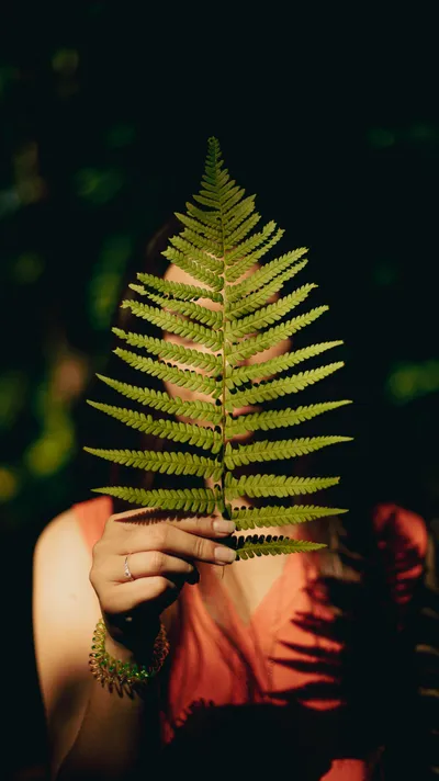 Médecine traditionnelle européenne (naturopathie)